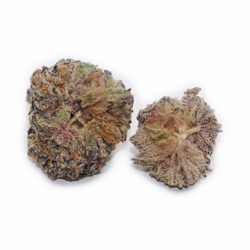 Forbidden Gusherz (BULK) - Image 4